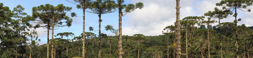 Araucaria